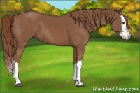 Horse Color:Chestnut Splash 