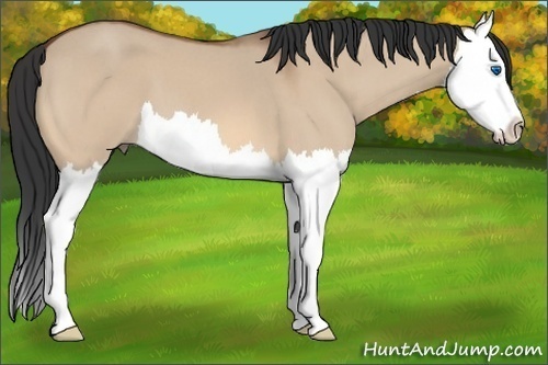Horse Color: Bay Roan Dun Splash 