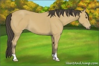 Horse Color:Buckskin 