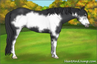 Horse Color:Black Sabino Frame 