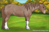Horse Color:Chestnut Varnish 