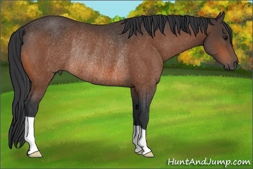 Horse Color: Bay Rabicano 