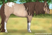 Horse Color:Amber Champagne Varnish Rabicano 