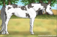 Horse Color:White Spotted Grullo Splash Frame