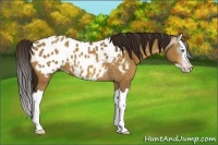Horse Color:Gray Amber Cream Champagne Roan Sabino Splash Appaloosa 
