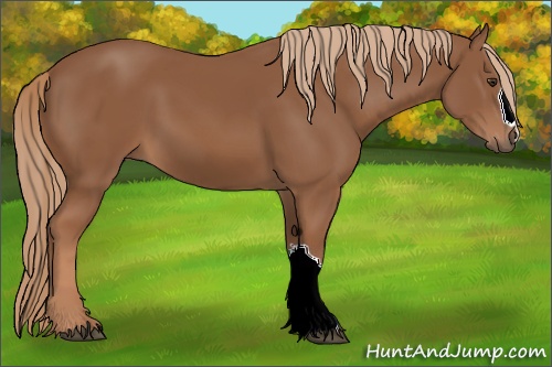 Horse Color: Chestnut 