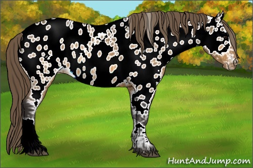 Horse Color: ERROR: UNKNOWN ANOMALY