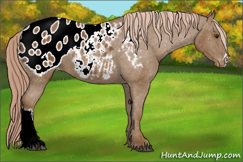 Horse Color: ERROR: UNKNOWN ANOMALY