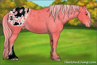 Horse Color:Watercolor Chocolate Palomino Appaloosa 