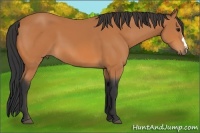 Horse Color:Bay 