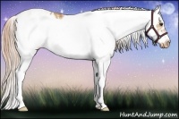Horse Color:Palomino Sabino Splash Frame Appaloosa 