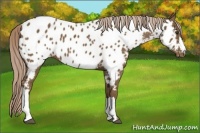 Horse Color:Chocolate Palomino Near Leopard 