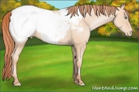 Horse Color:Amber Champagne Pearl Snowcap 