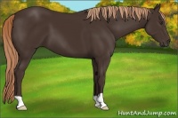 Horse Color:Liver Chestnut 