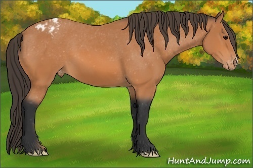 Horse Color:Unknown 