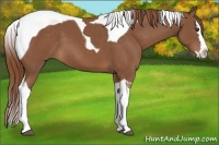 Horse Color:Chestnut Splash Tobiano