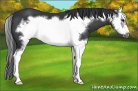 Horse Color:Black Splash Frame 
