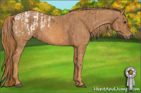 Horse Color:Chestnut Sabino Appaloosa Rabicano  Brindle