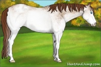Horse Color:Gray White Spotted Buckskin Pearl Blanket Rabicano 
