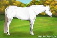 Horse Color:Smoky Grullo Ice Sabino Frame Varnish