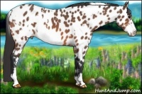 Horse Color:White Spotted Bay Roan Frame Near Leopard