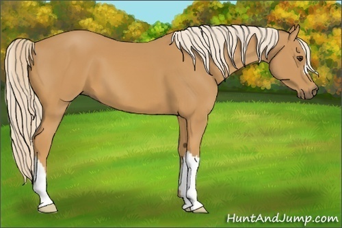 Horse Color: Palomino 