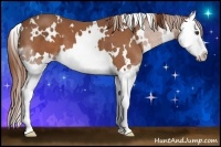 Horse Color:White Spotted Chestnut Splash 