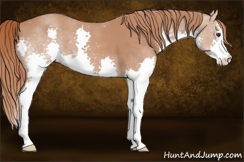 Horse Color: Chestnut Splash 