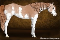 Horse Color:Chestnut Splash 