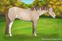 Horse Color:Grullo Pearl Sabino