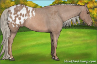 Horse Color:Chestnut Mushroom Appaloosa Rabicano 