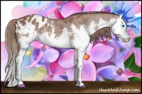 Horse Color:Liver Chestnut Splash Appaloosa Rabicano 