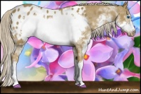Horse Color:Chocolate Palomino Splash Frame Appaloosa 