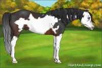 Horse Color:Brown Splash Frame 
