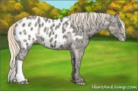 Horse Color:Perlino Ice Appaloosa 