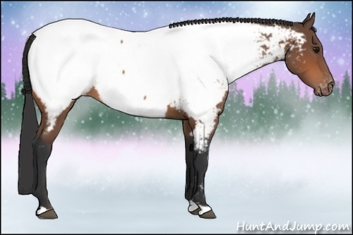 Horse Color: Bay Near Fewspot 