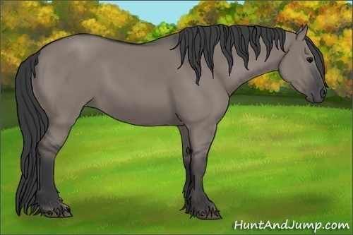 Horse Color:Grullo 