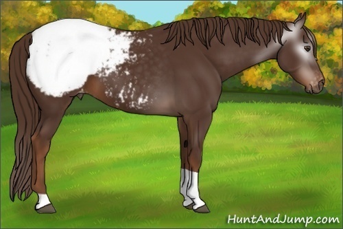 Horse Color:Gray Chestnut Tobiano Snowcap 