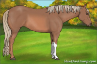 Horse Color:Liver Chestnut Mushroom 