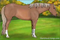 Horse Color:Liver Chestnut Mushroom