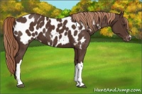 Horse Color:Liver Chestnut Near Leopard