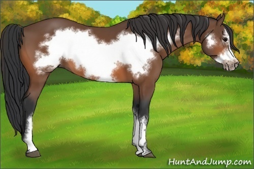 Horse Color:Bay Frame 