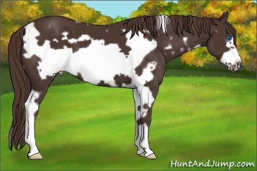 Horse Color:White Spotted Liver Chestnut Frame 