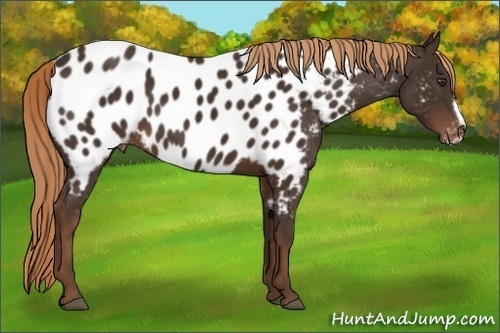 Horse Color:Liver Chestnut Frame Appaloosa 