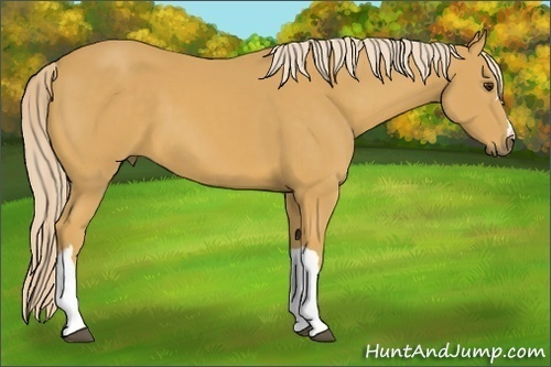 Horse Color:Palomino 