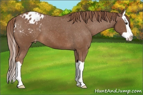 Horse Color:Chestnut Splash Appaloosa 