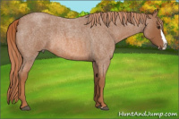 Horse Color:Red Roan Splash 