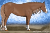 Horse Color:Chestnut Splash 