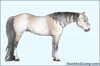 Horse Color:Gray White Spotted Bay Dun