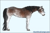 Horse Color:Gray White Spotted Bay